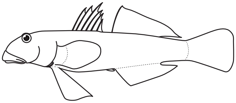 Ilustrace zástupce rodu Awaous