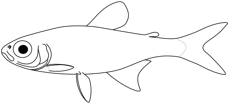 Ilustrace zástupce rodu Axelrodia