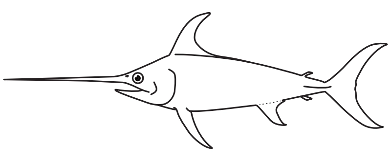 Ilustrace zástupce rodu Xiphias