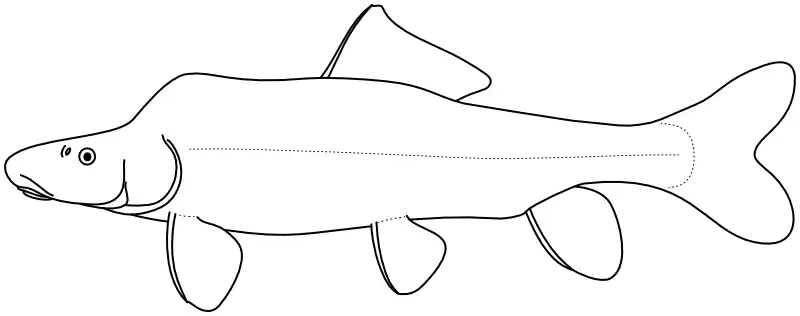 Ilustrace zástupce rodu 