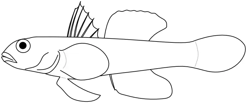 Ilustrace zástupce rodu Yongeichthys