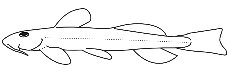 Ilustrace zástupce rodu Zaireichthys