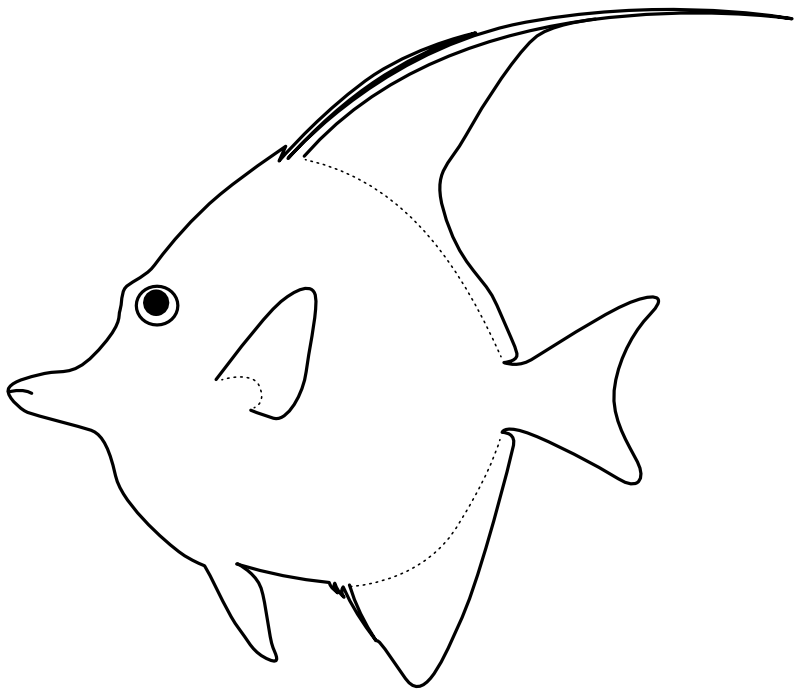 Ilustrace zástupce rodu Zanclus