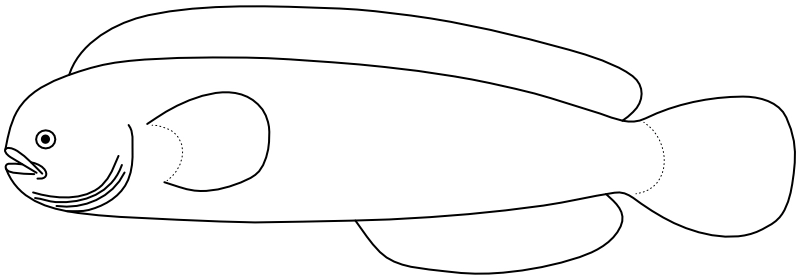 Ilustrace zástupce rodu Zaprora