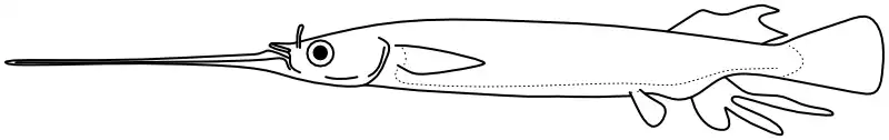 Ilustrace zástupce rodu 