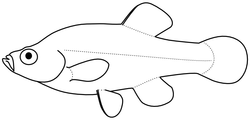 Ilustrace zástupce rodu Zoogoneticus