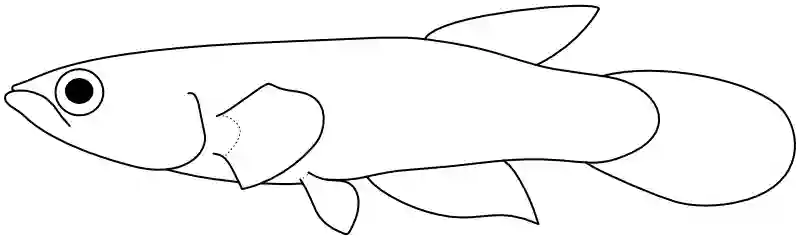 Ilustrace zástupce rodu Epiplatys