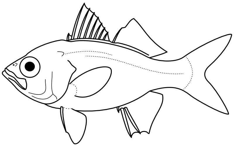 Ilustrace zástupce rodu Ambassis