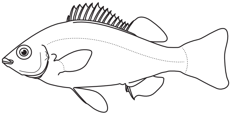 Ilustrace zástupce rodu Amniataba