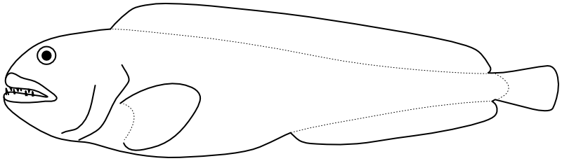 Ilustrace zástupce rodu Anarhichas