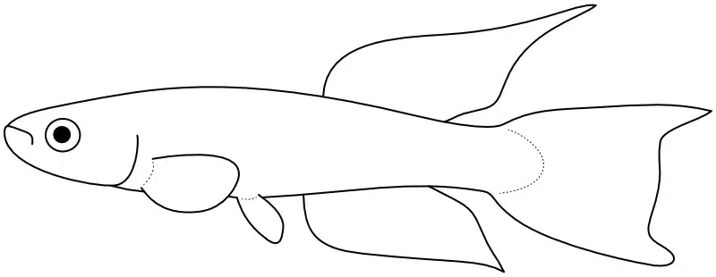 Ilustrace zástupce rodu Aphyosemion