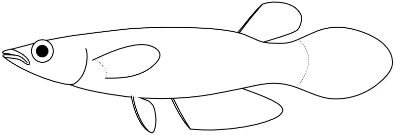 Ilustrace zástupce rodu Aplocheilus Ilustrace zástupce rodu Aplocheilus