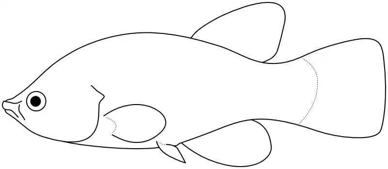 Ilustrace zástupce rodu Austrofundulus