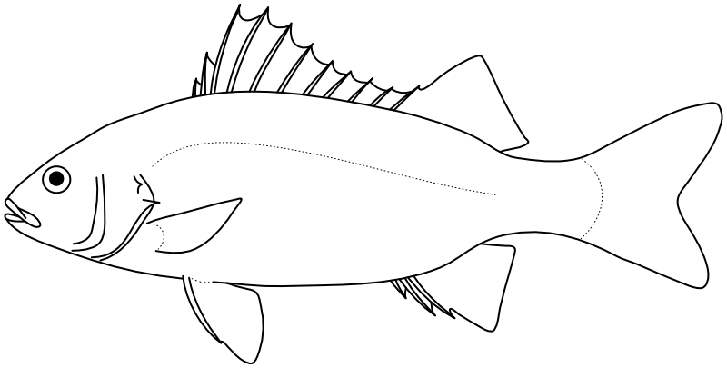 Ilustrace zástupce rodu Terapon