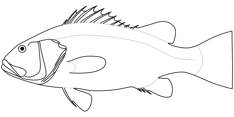 Ilustrace zástupce rodu Stereolepis