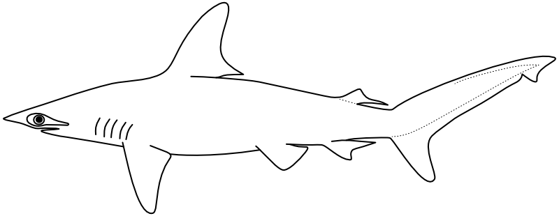 Ilustrace zástupce rodu Sphyrna