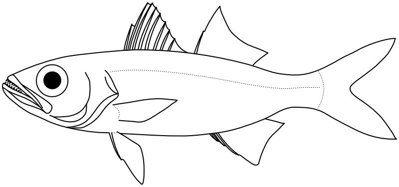 Ilustrace zástupce rodu Scombrops