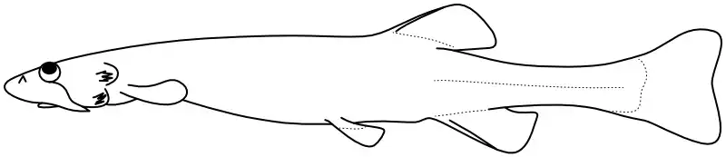 Ilustrace zástupce rodu Schultzichthys