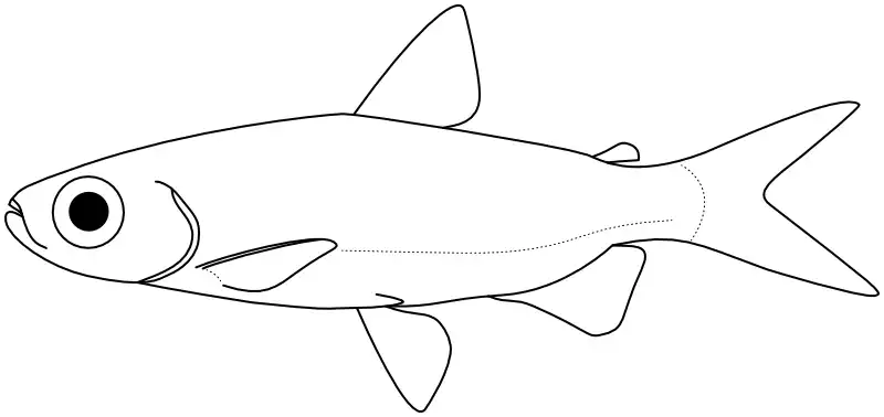 Ilustrace zástupce rodu 