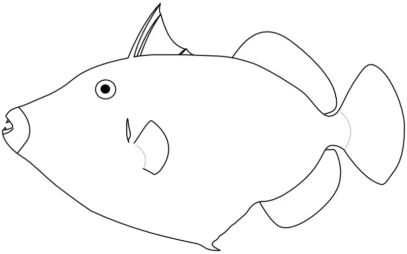 Ilustrace zástupce rodu Balistoides