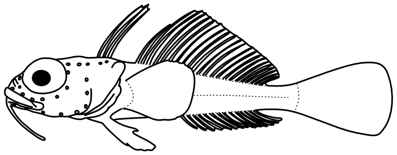 Ilustrace zástupce rodu Dolloidraco