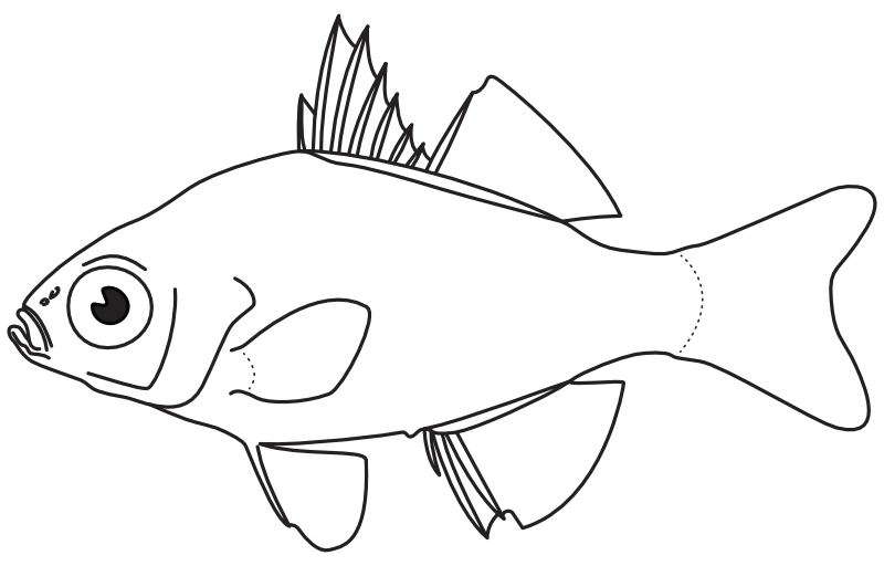 Ilustrace zástupce rodu Denariusa