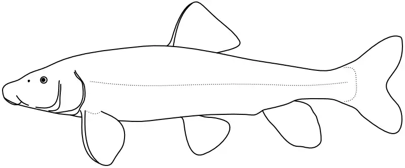 Ilustrace zástupce rodu 