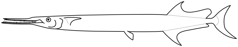 Ilustrace zástupce rodu Ablennes