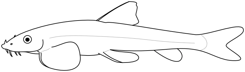 Ilustrace zástupce rodu 