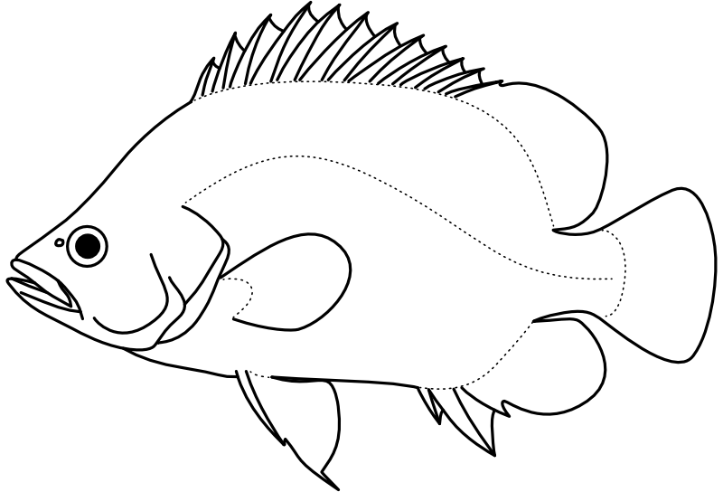 Ilustrace zástupce rodu Datnioides