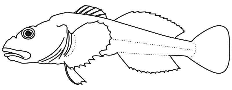 Ilustrace zástupce rodu Cyphocottus