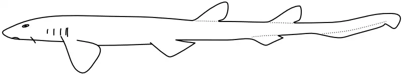 Ilustrace zástupce rodu Cirrhoscyllium