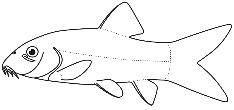 Ilustrace zástupce rodu Chromobotia