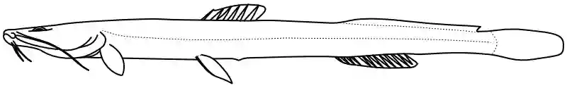Ilustrace zástupce rodu Chasmocranus