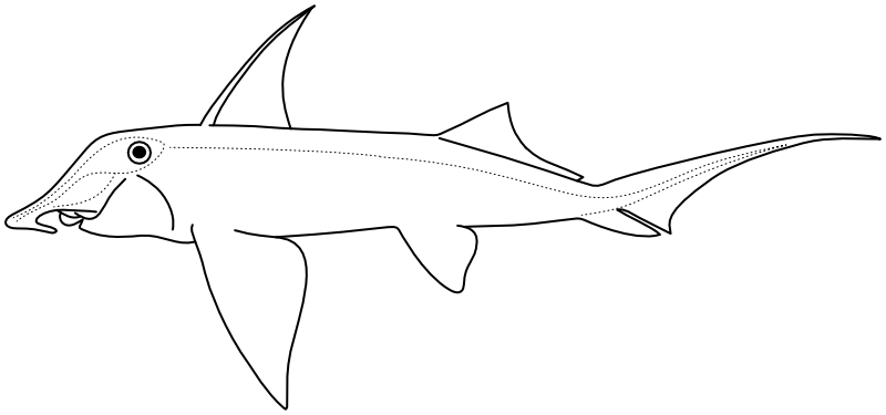 Ilustrace zástupce rodu Callorhinchus
