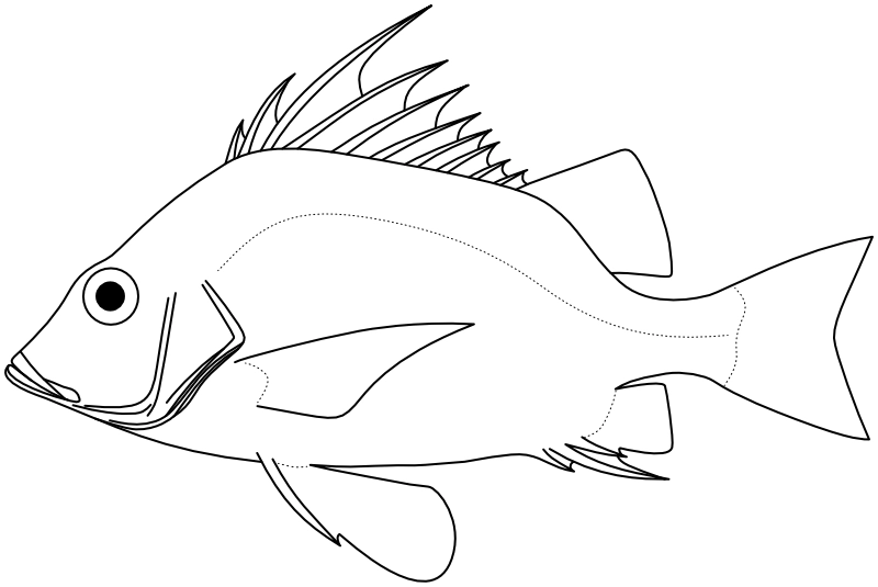 Ilustrace zástupce rodu Banjos