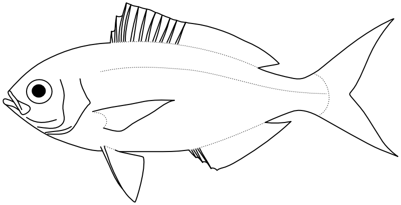 Ilustrace zástupce rodu Caesio