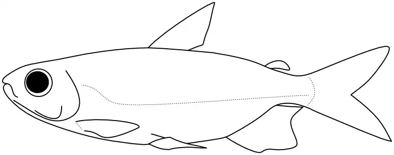 Ilustrace zástupce rodu 