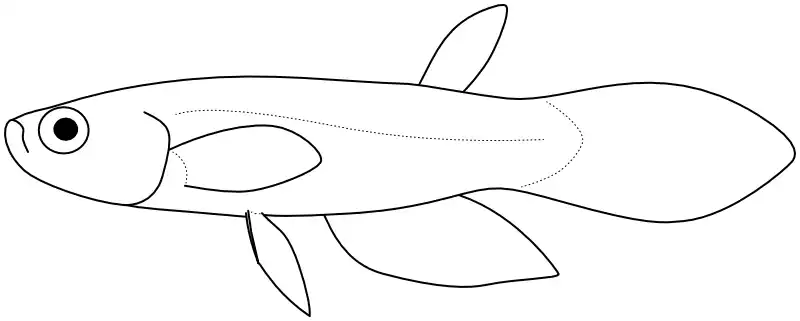 Ilustrace zástupce rodu Pterolebias Ilustrace zástupce rodu Pterolebias