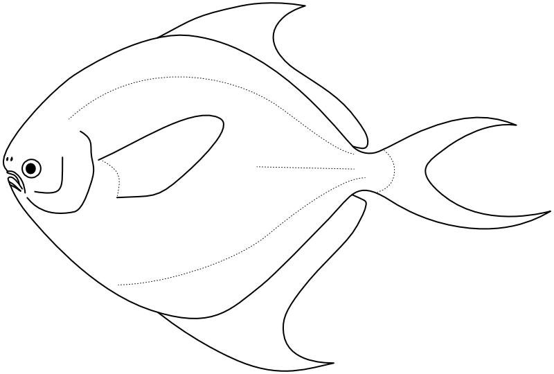 Ilustrace zástupce rodu Pampus
