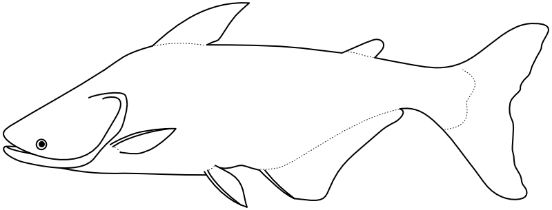 Ilustrace zástupce rodu Pangasianodon