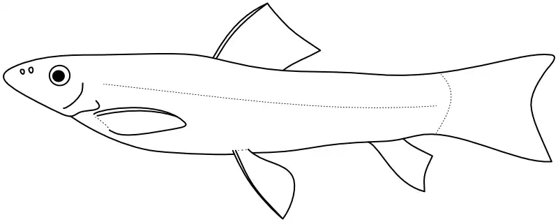 Ilustrace zástupce rodu 