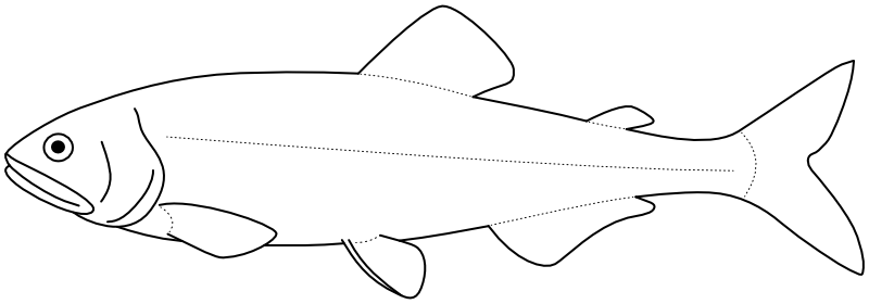 Ilustrace zástupce rodu Plecoglossus