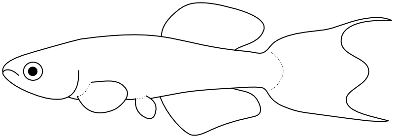 Ilustrace zástupce rodu Fundulopanchax
