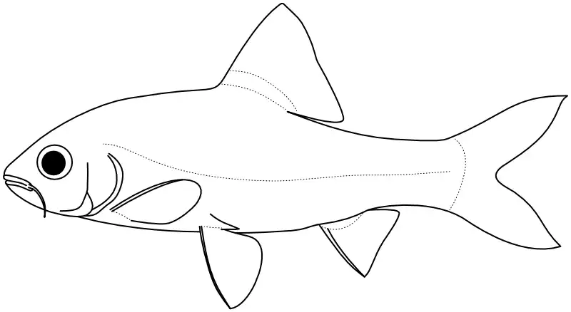Ilustrace zástupce rodu Barbodes