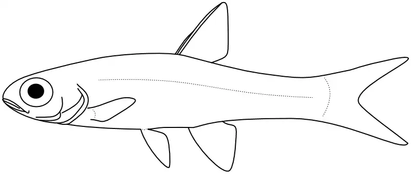 Ilustrace zástupce rodu Barboides