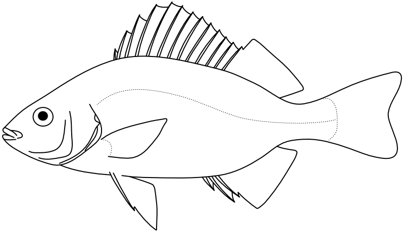 Ilustrace zástupce rodu Pelates