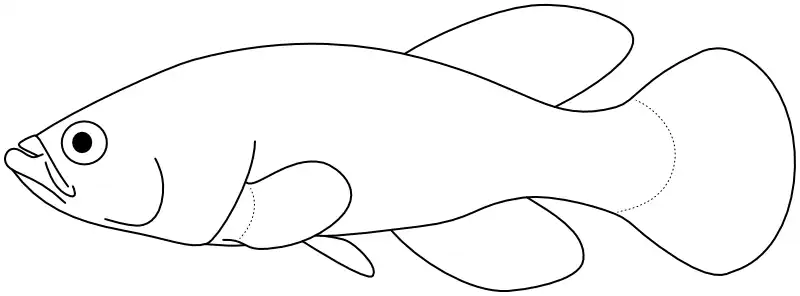 Ilustrace zástupce rodu Nothobranchius