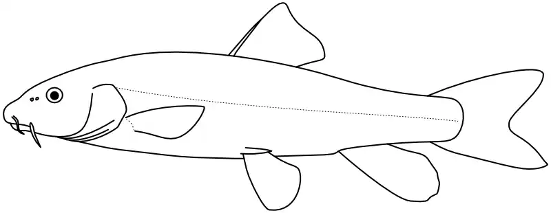 Ilustrace zástupce rodu Barbus
