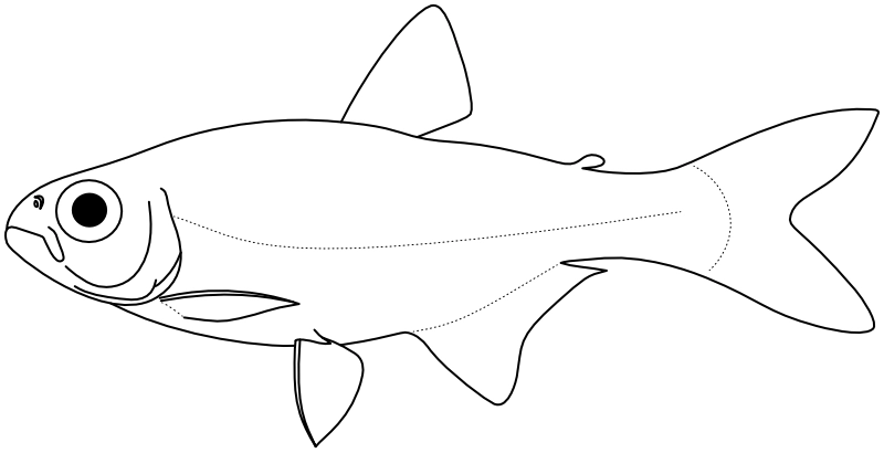 Ilustrace zástupce rodu Knodus